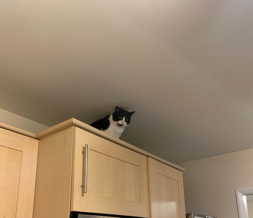 Oreo the tuxedo cat is sat observing life on top of high kitchen cupboards 
