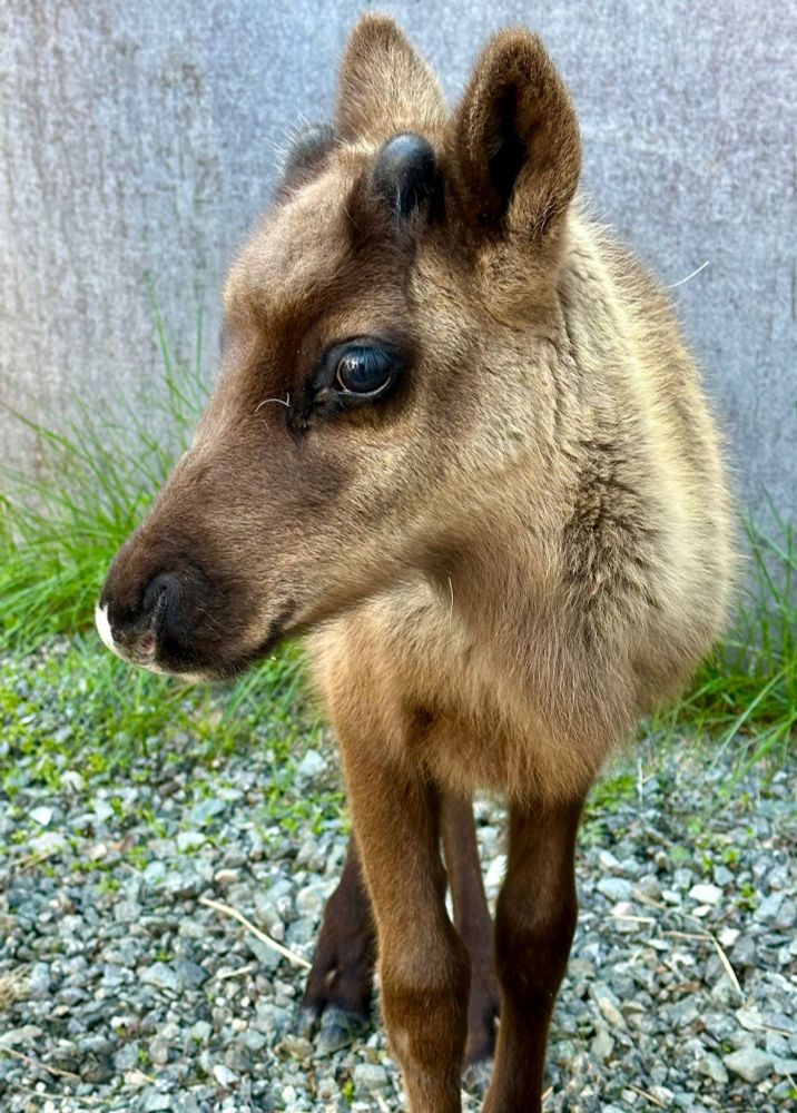 Reindeer calf