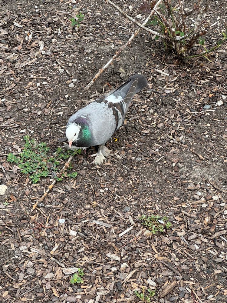 A fancy pigeon with highly feathered feet. Why does it live next to my office?