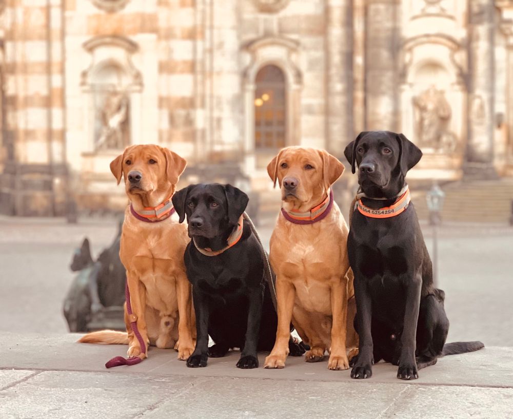 Zwei schwarze und zwei gelbe Retriever auf den Brühlschen Terrassen im Hintergrund der Dresdner Dom 