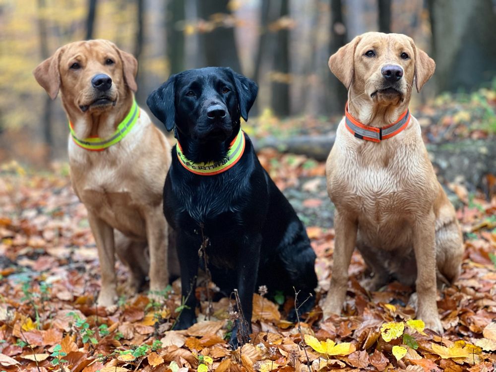Zwei gelbe und win schwarzer Labradorretriever im Herbstlaub 🍂
