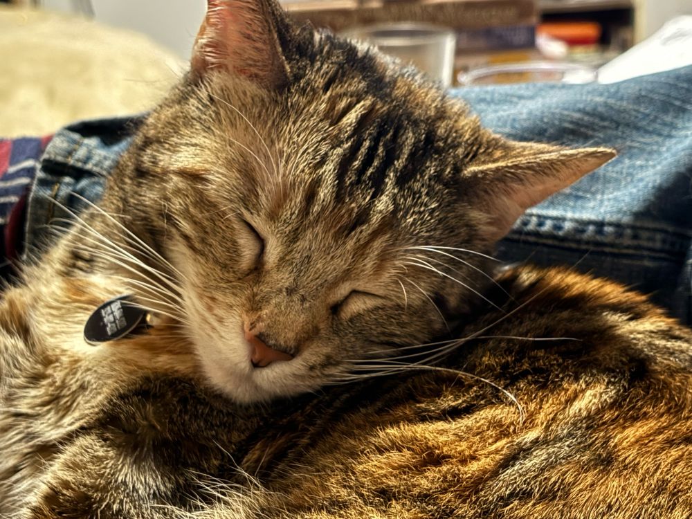 Close up photo of a torby cat, lying down, eyes closed, head leaning over its side
