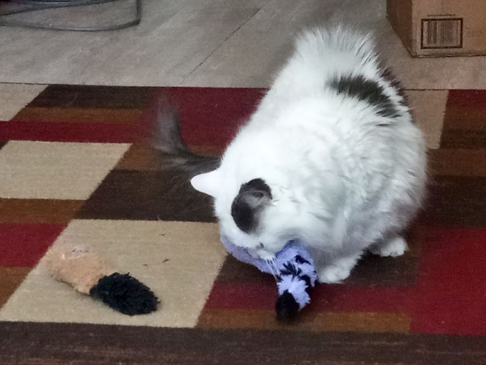 Dragging around the toy