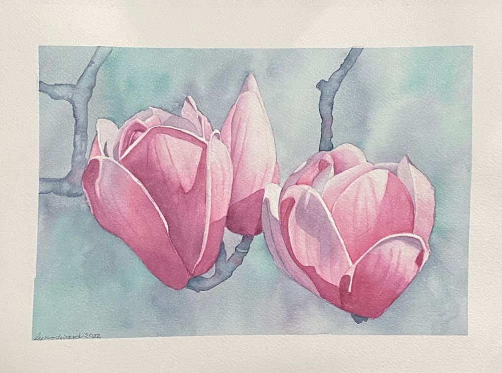 Two pink magnolia blooms on a blue background in watercolor using only two colors