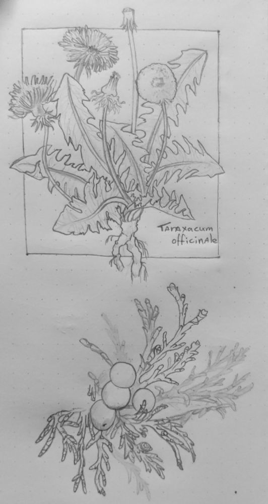 Traditional pencil drawing of a framed dandelion (Taraxacum officinale) and unfinished sketch of Juniper (Juniperus sp.)