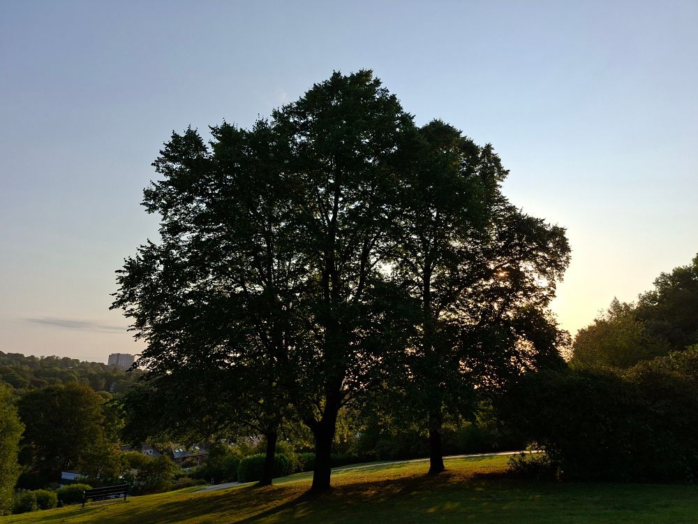 Silhouette of tree against early morning sky
