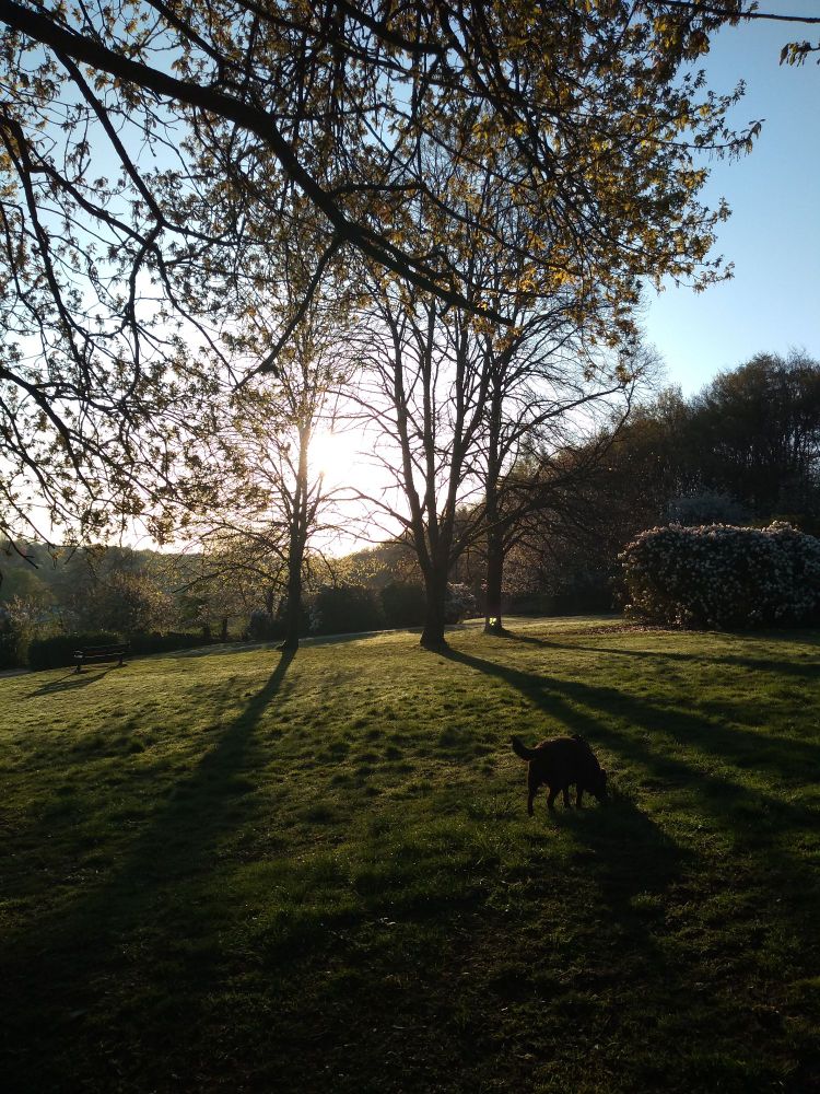 Early morning rising sun casting long shadows