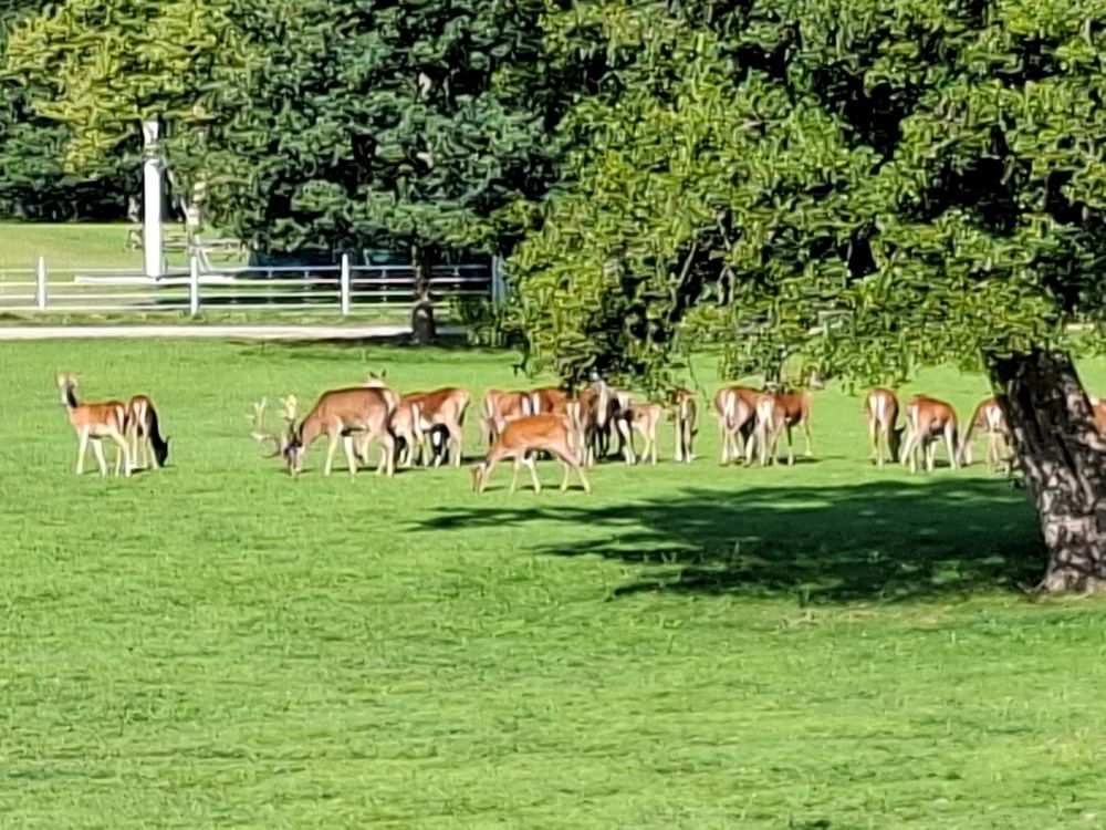 Herd of deer