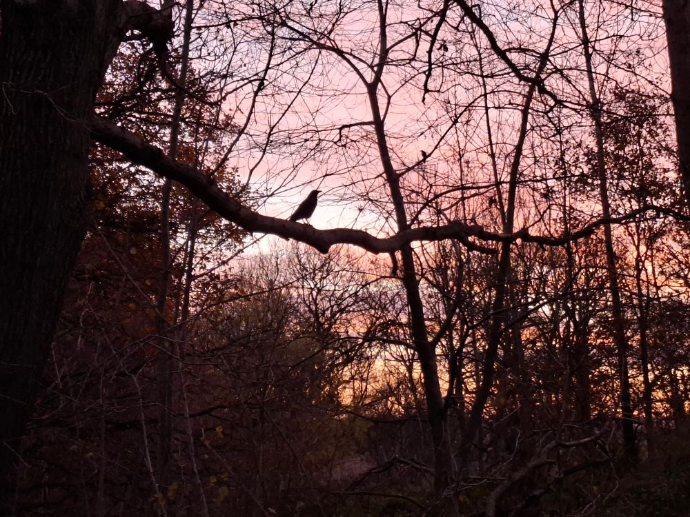 Crow on silhouette branch waiting for food against pink early morning sky