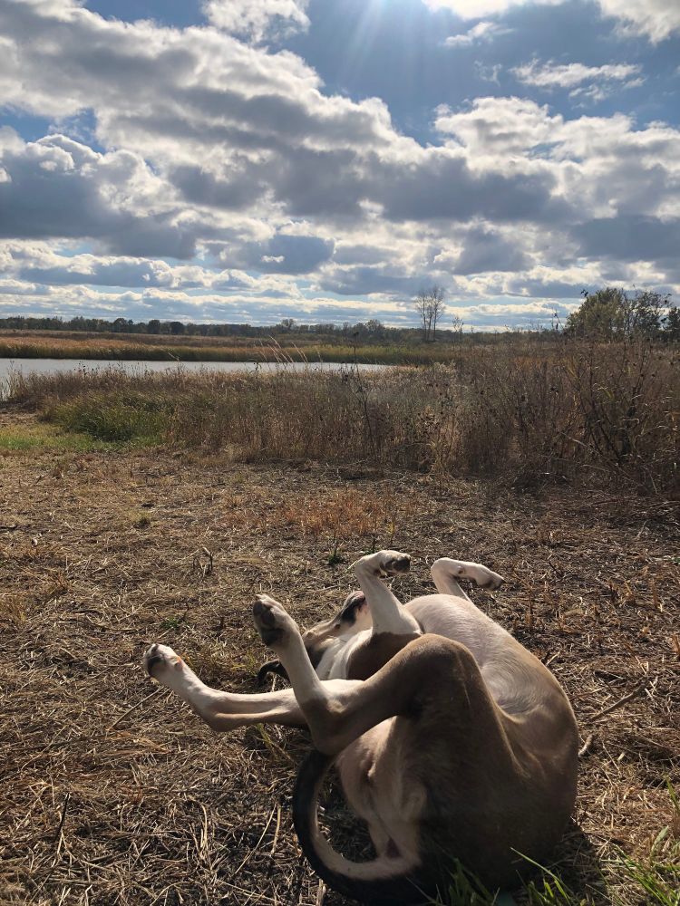 Milly rolls in poop at the Wetlands