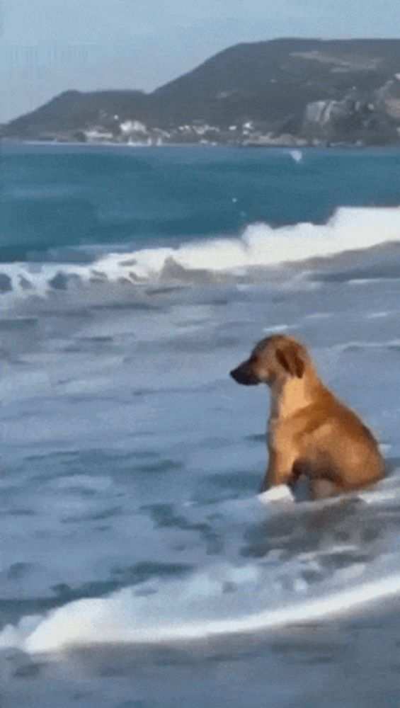 a dog is swimming in the ocean on a sunny day