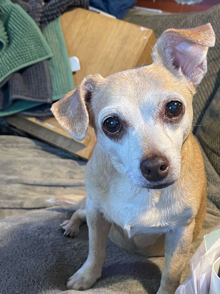 Blond and white chiweeenie staring intently at the camera. (Was begging for my dinner)