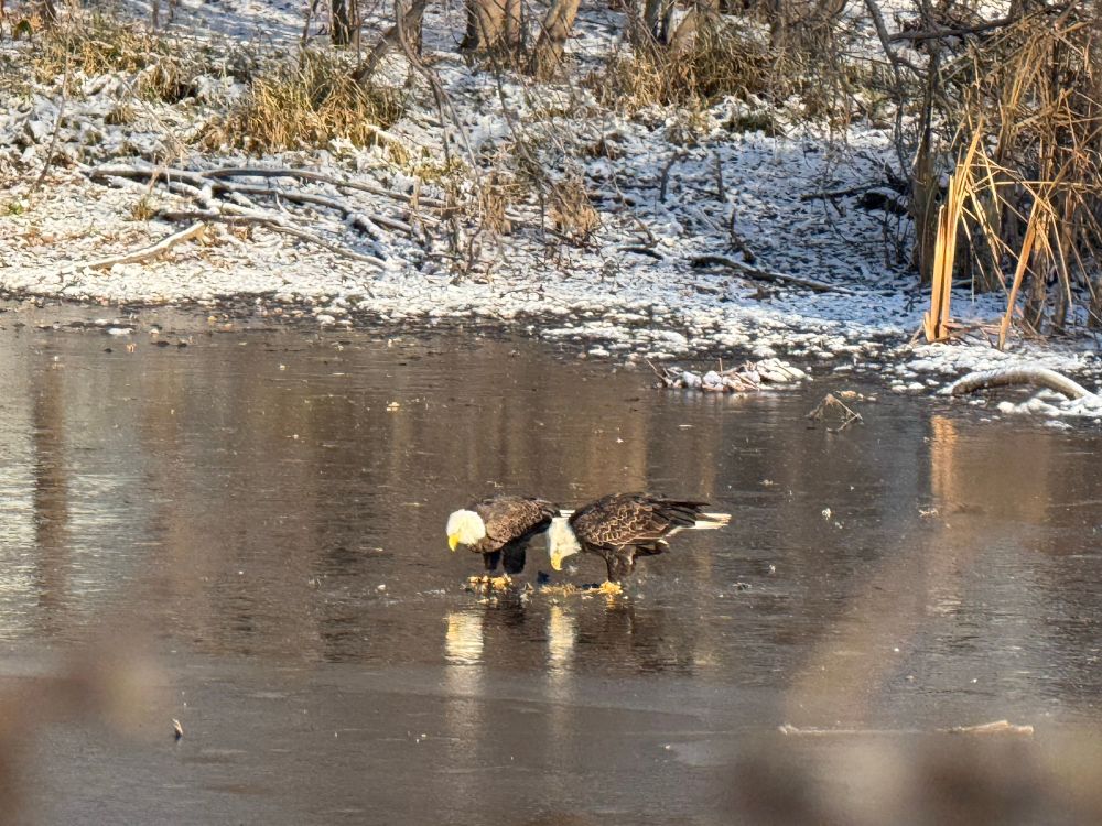 Two bald eagles looking down into frozen water. 