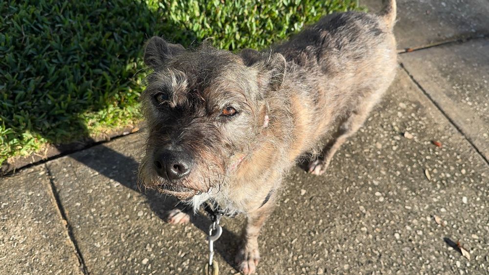 Was a semi-retired street dog who hails from the streets of New Orleans. She’s a tricolor (gray, blonde & white) scruffy dog and 45pounds of pure love. She loves sloppy kisses, food that isn’t hers, snoozing at the drop of a hat and the occasional surprise toot. She celebrates her 12th birthday in December.