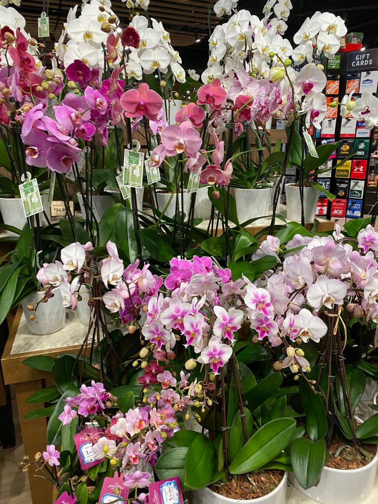 More Orchids in the same store display in mostly pinks and whites. 