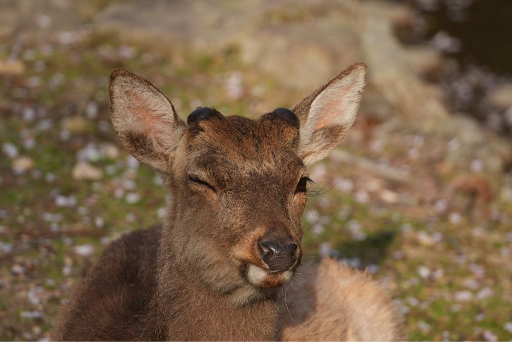 ウィンクしている鹿