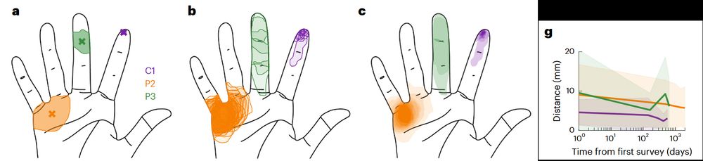 A figure from the linked paper, showing where participants feel sensations during electrical stimulation, and that the locations are stable over time.