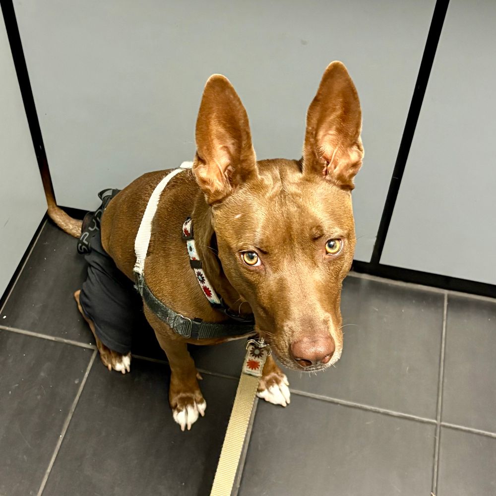 It would appear there IS something more humiliating than the cone of shame… 