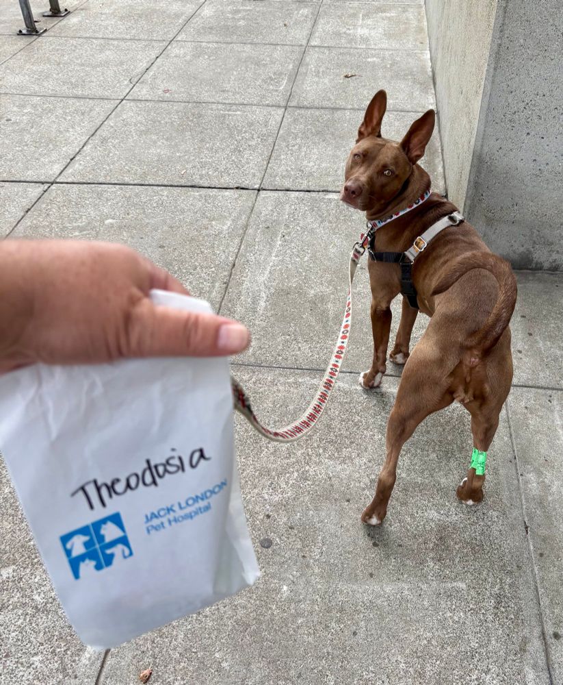 I’m surprised there aren’t pressure bandages ALL up & down her leg the way she kept kicking the needle out each time the VV patient Vet Tech attempted to draw “just a little” blood 🩸 
😳
Finally I augmented the distraction treats* with a firm full body “hug” and the whole “trauma” was over in a flash ⚡️
Me? I am just happy to have some “good girl pills” on hand to work on reducing and managing her anxiety⚠️💊☺️

* oh… and we may have created a monster as little Miss Theodosia REALLY likes those lickable kitty treat packets! 😋