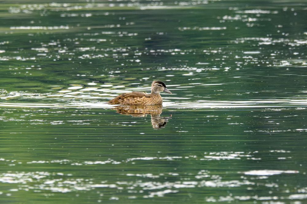 An immature wood duck sitting on a lake.