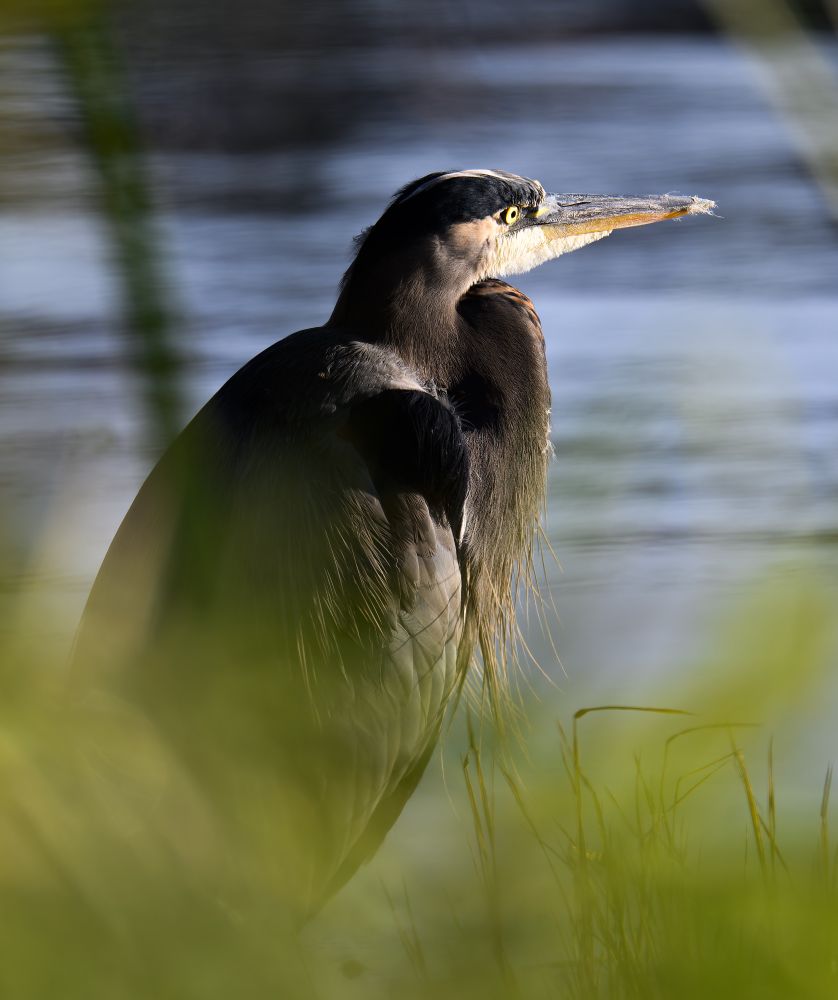 A great blue heron standing on the shore of a body of water, looking out toward the water. There is tall, blurry green grass in the foreground partially occluding the lower half of the bird, and sunlight from the right side of the frame is illuminating the face and torso of the bird.