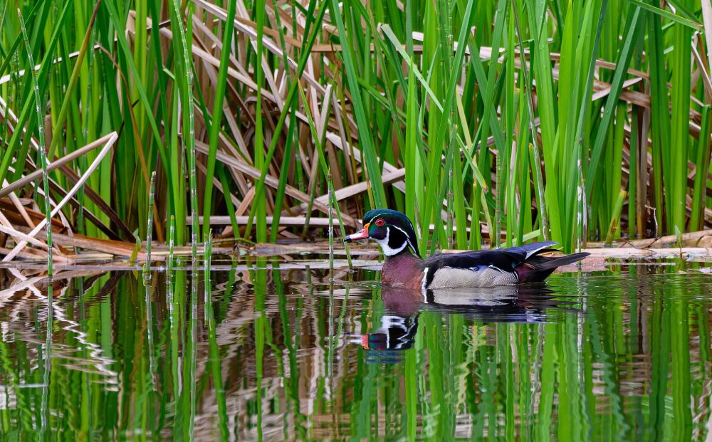 A male wood duck sitting on still water. The duck is reflected in the water and there are tall green wetland plants in the background.