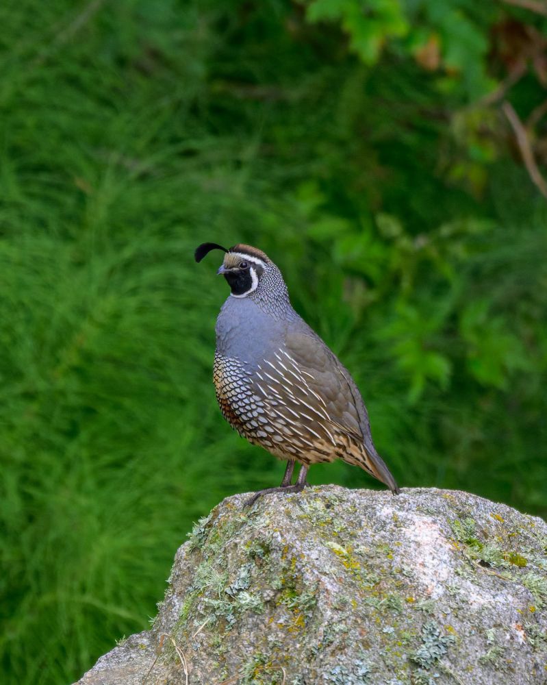 A California quail standing on a rock with green foliage in the background.