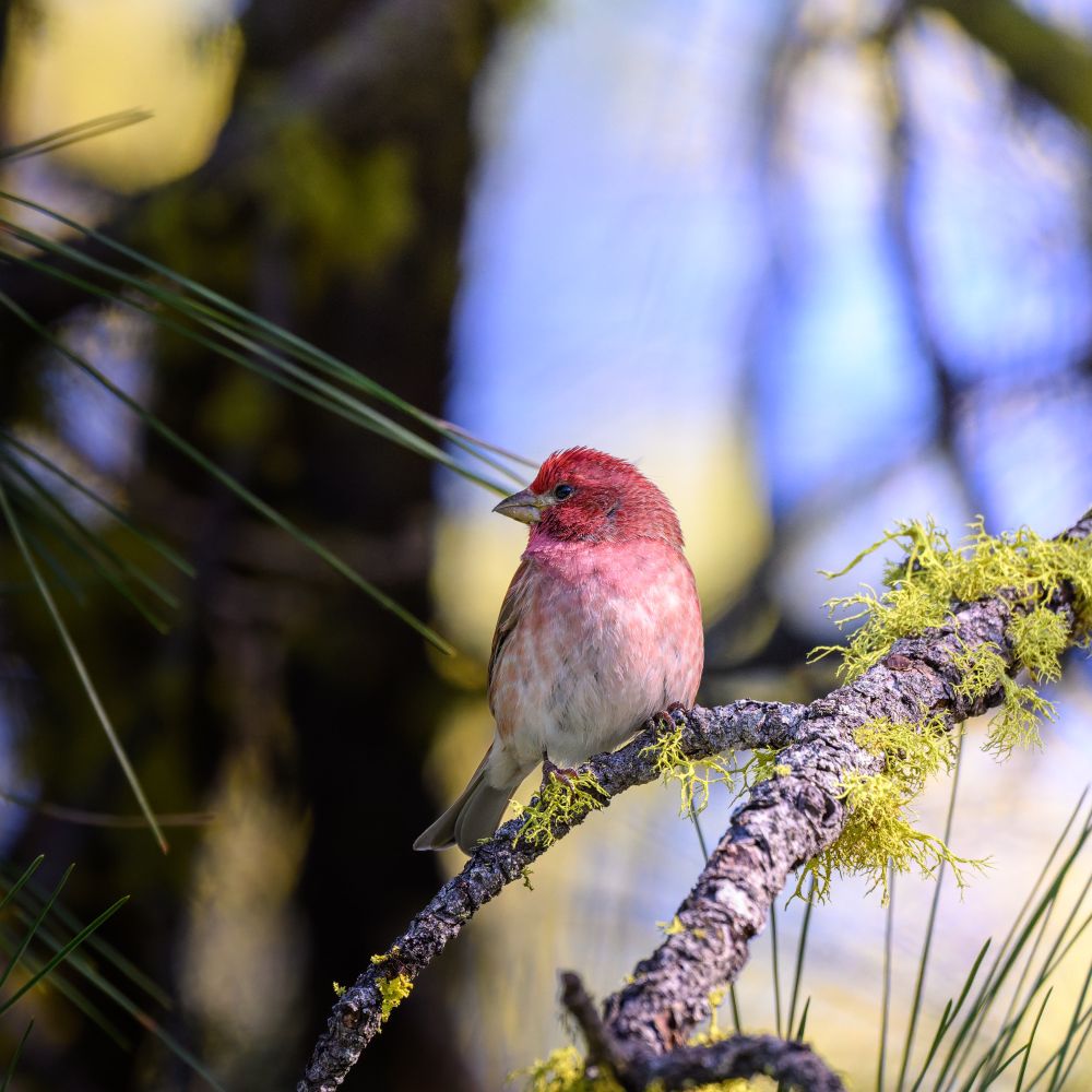 A male purple finch perched on a tree branch looking toward the left of the framed scene with the bird’s face appearing in profile from the perspective of the viewer. Lichens are growing on the tree branch.