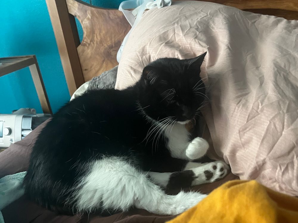 A tuxedo cat is nestled in bed against a pillow; the covers are pulled down in the foreground so the cat can nest. Also great use of not making the bed?