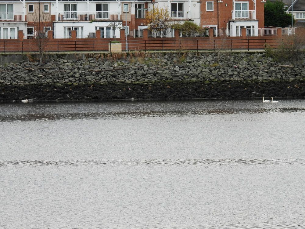 The juvenile (left) and the two adults (right). They never came close together - the adults would swim a bit closer as though interested, then move off a bit. The juvenile never moved, nor showed any response to the parents. Not a happy scene.