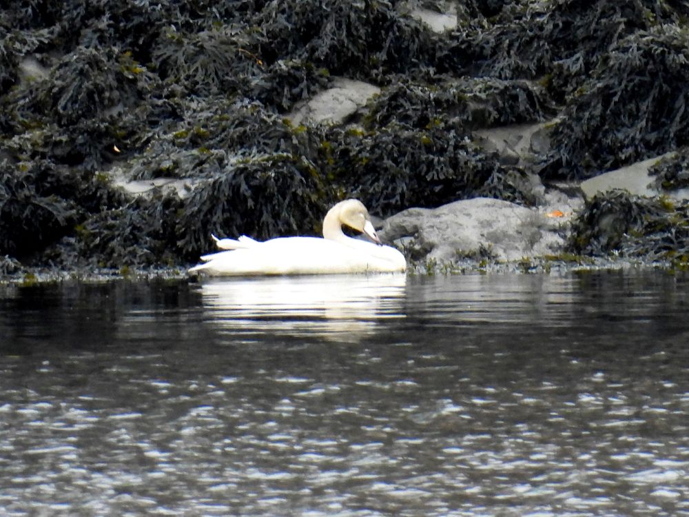 The juvenile, looking sickly and unresponsive apart from an odd bit of preening.