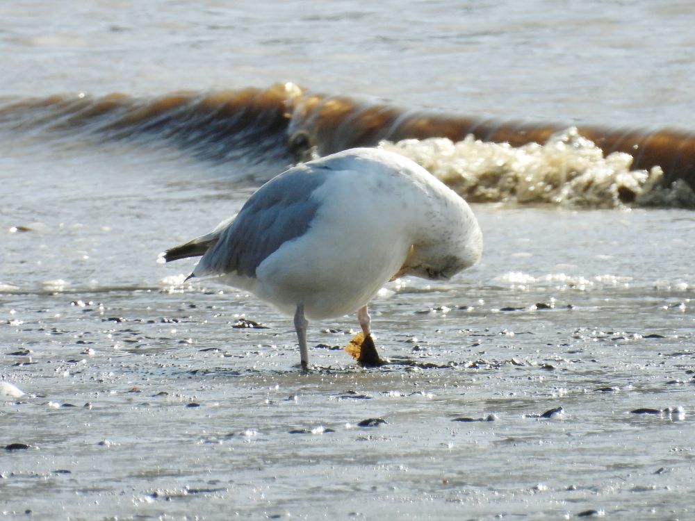 Herring Gull on the Tyne at Elswick this morning, busy preening and ignoring the leaf wrapped round its foot.