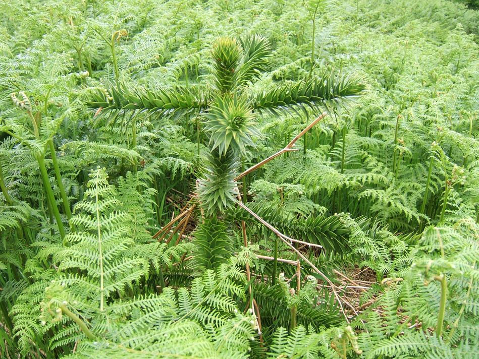 Naturalised Araucarua araucana in Northumberland (from Chile)