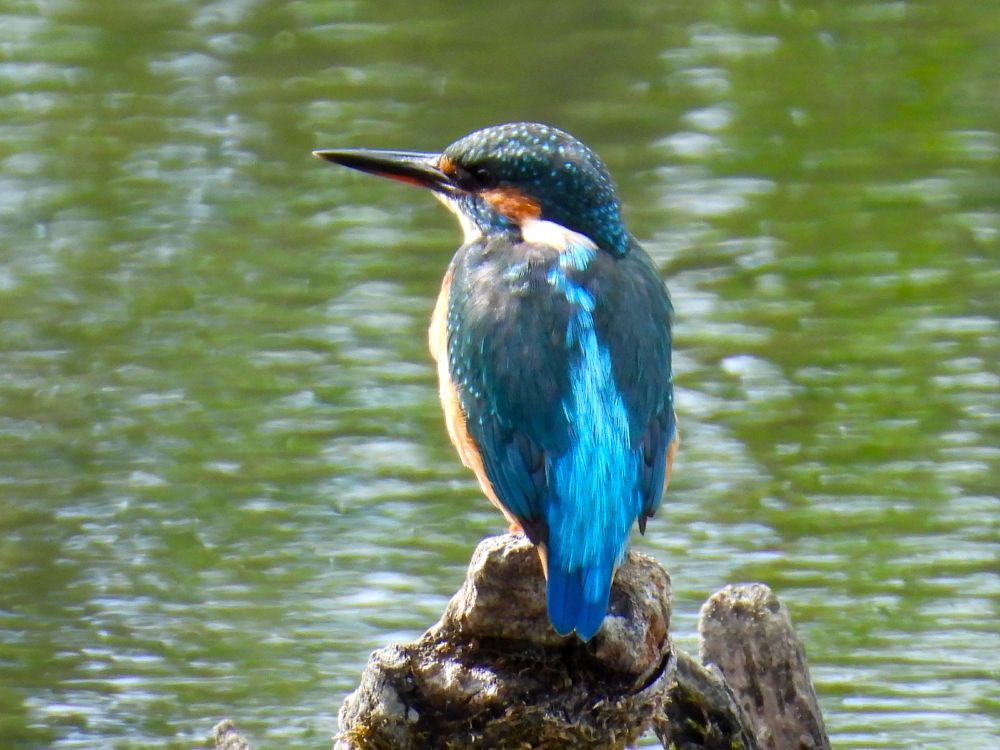 Kingfisher, female, Gosforth Park NR, Northumberland 31 Aug 2025 