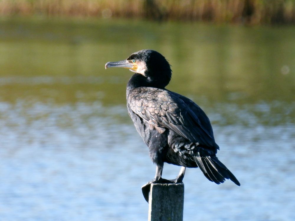 Great Cormorant, at Gosforth Park NR Saturday 11 October