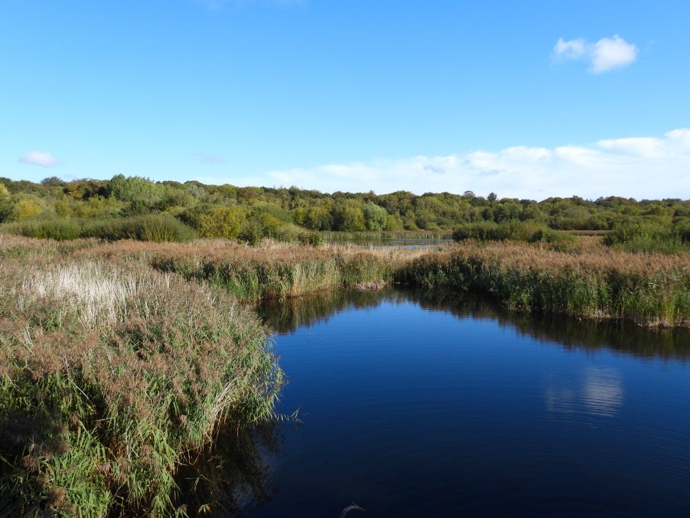 Gosforth Park view - Bittern flew out of reedbed at the far side and vanished left behind the bushes
