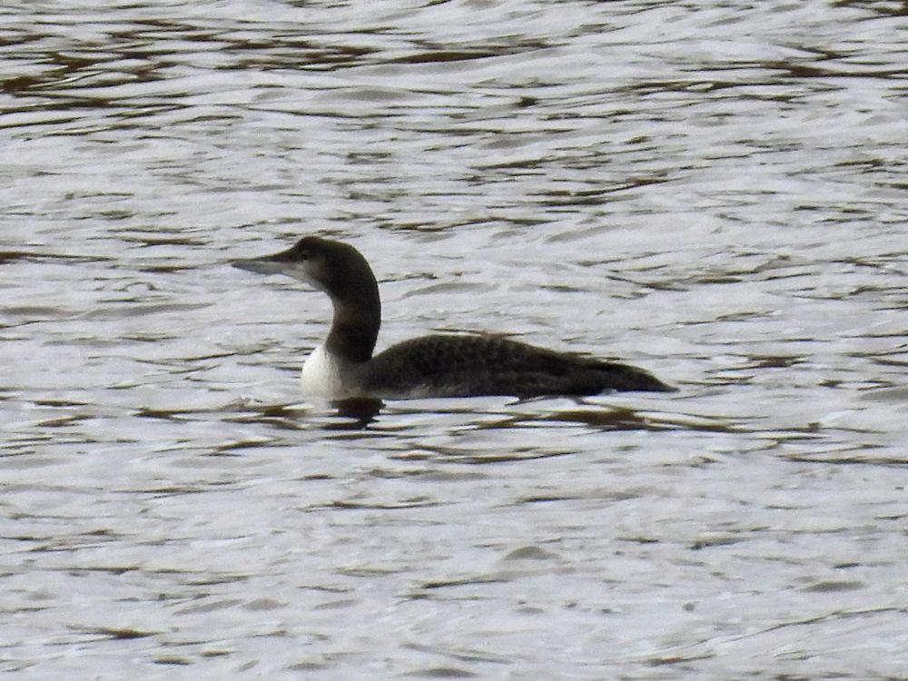Elswick – Great Northern Diver