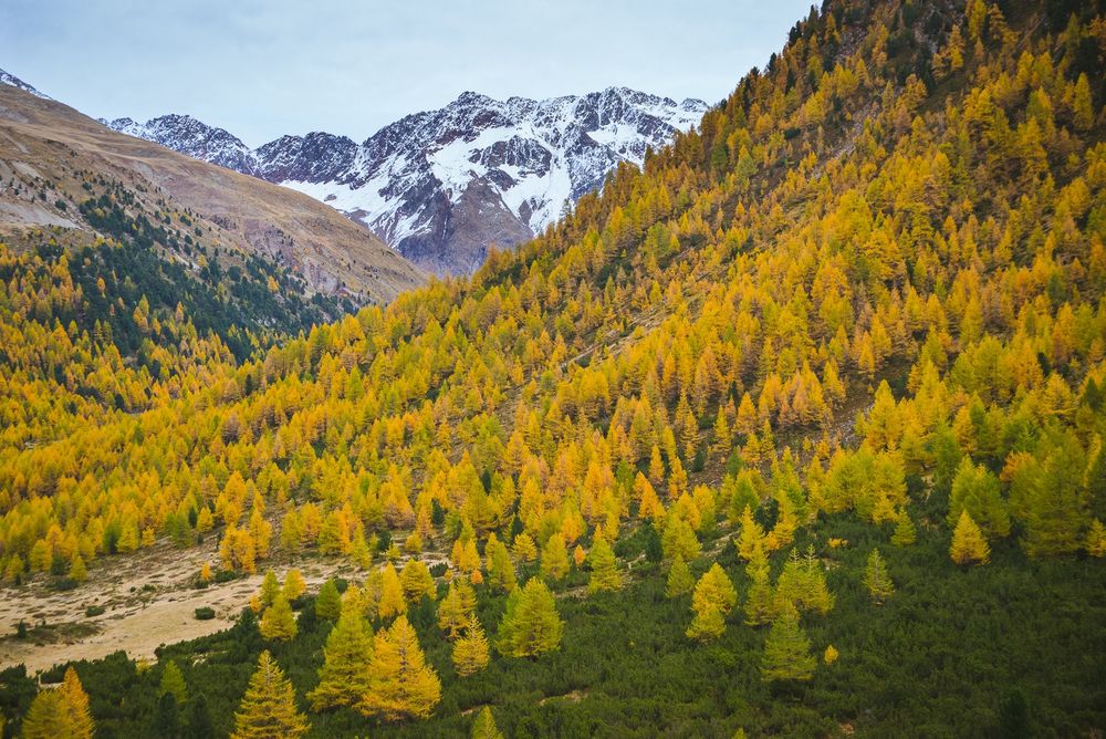 yellow and orange larches on a hillside frame a snow covered mountain in the distance.