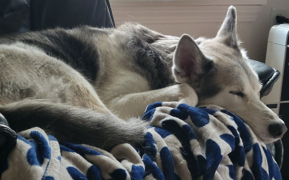 Black and white dog sleeping cuddled up in a chair with a blanket