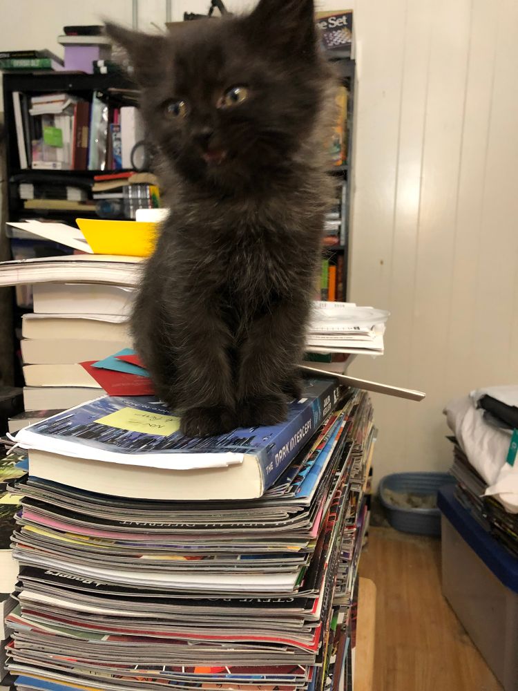 Small poofy black kitten on stack of books and comics.