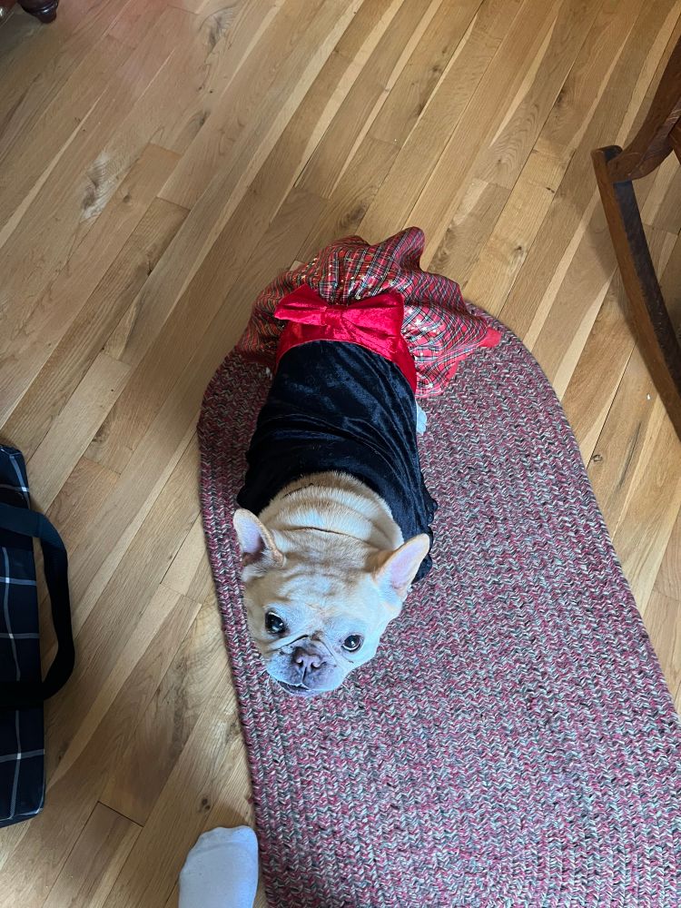 A golden French bulldog in a pretty Christmas dress.