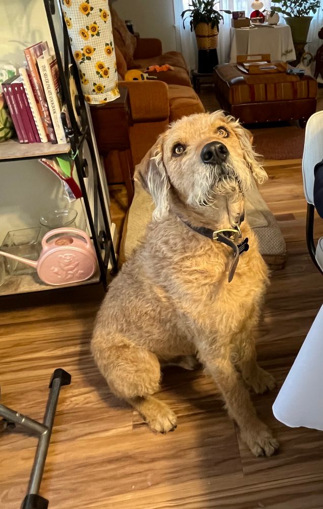 An Irish Wolfhound sitting patiently by the dinner table.