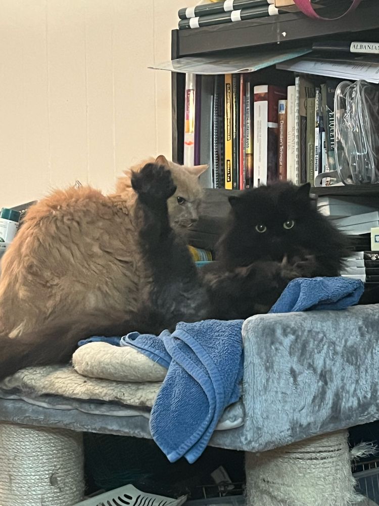 Fluffy orange cat and fluffy black cat together on top of small cat tree. The black cat has a rear paw in the air like he’s asking a question. Yes, we violated his dignity.