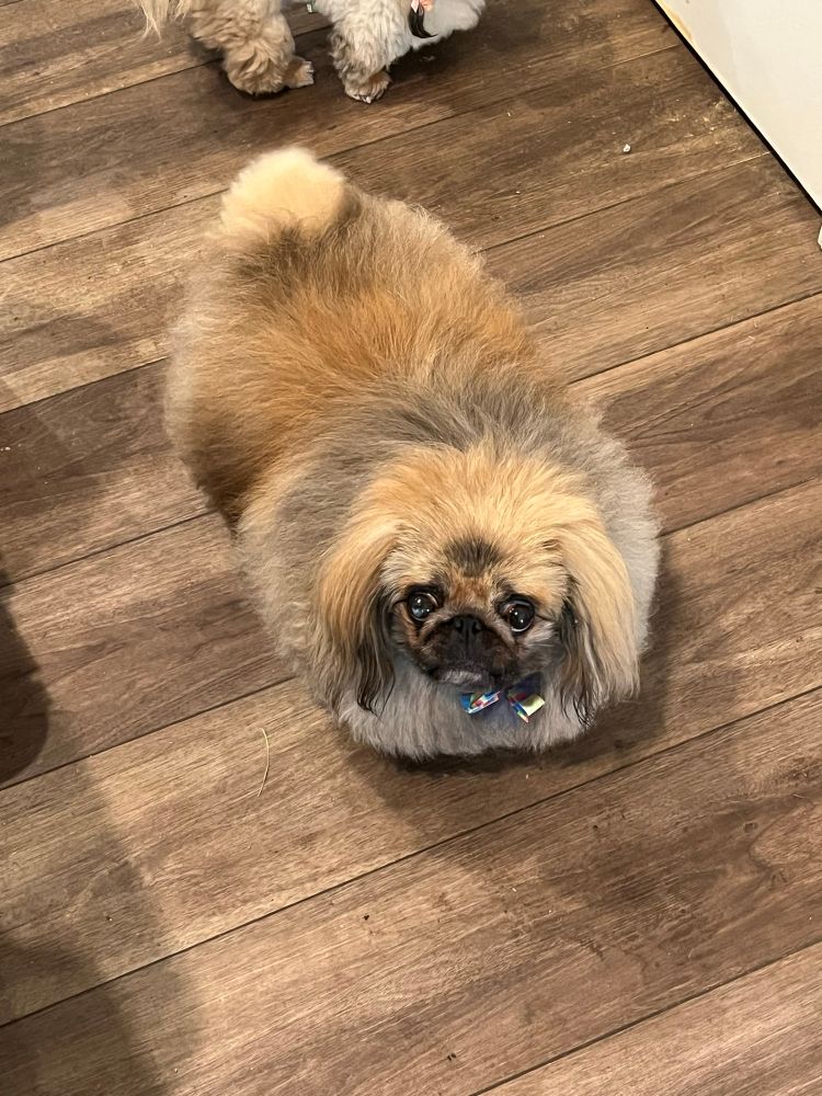 A fluffy male Pekingese who is not burdened by deep thoughts.
