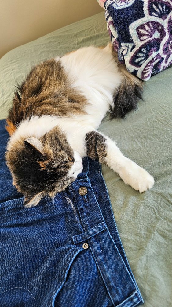 Image of the cutest calico sleeping on a pair of blue jeans on a bed covered with sage colored sheets.