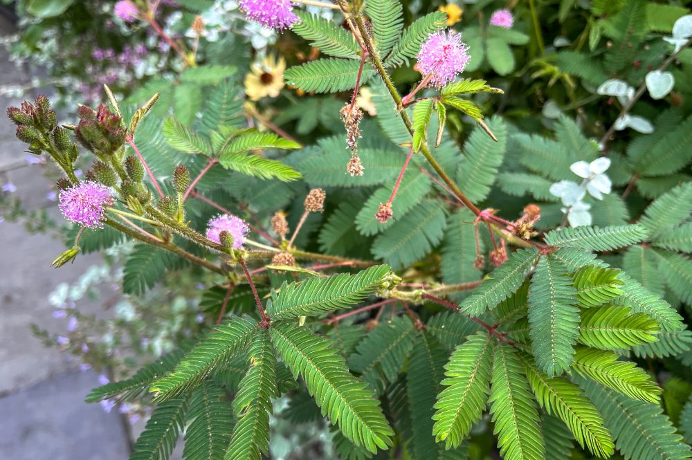 A series of fern branches made up of dozens and dozens of tiny leaves, arranged in rows along each branch. There are a few pink and white blooms in the mix.
