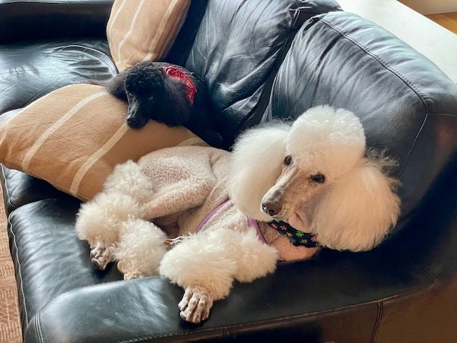 White and Black standard poodles on sofa