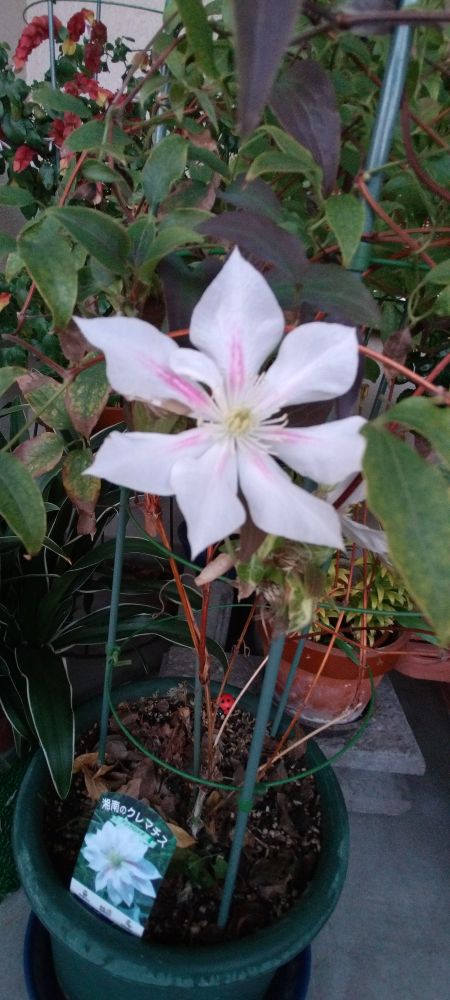 クレマティスです