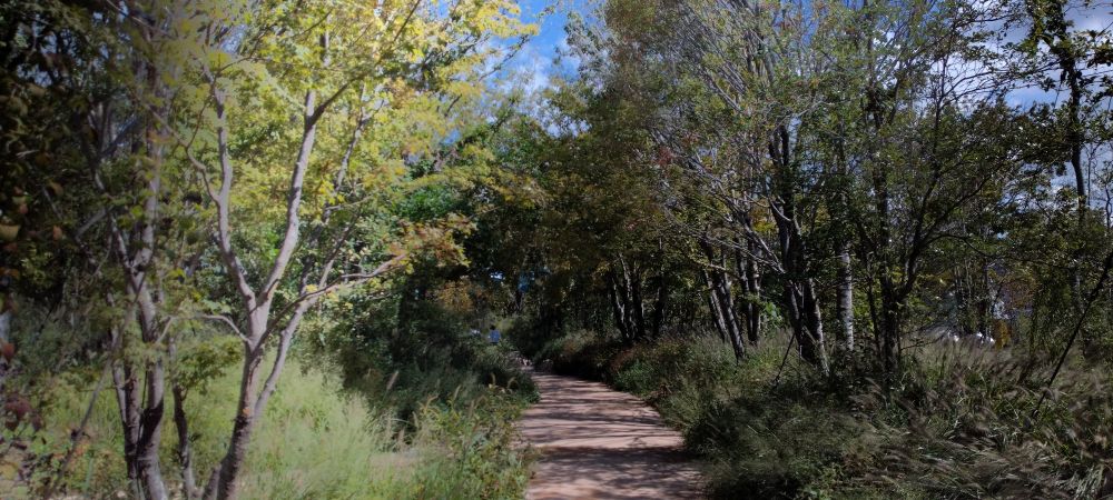 右の木々の向こう側には人の塊の濁流が音を立てて流れてってるのに、ここは風が音色を奏でてる様でした。