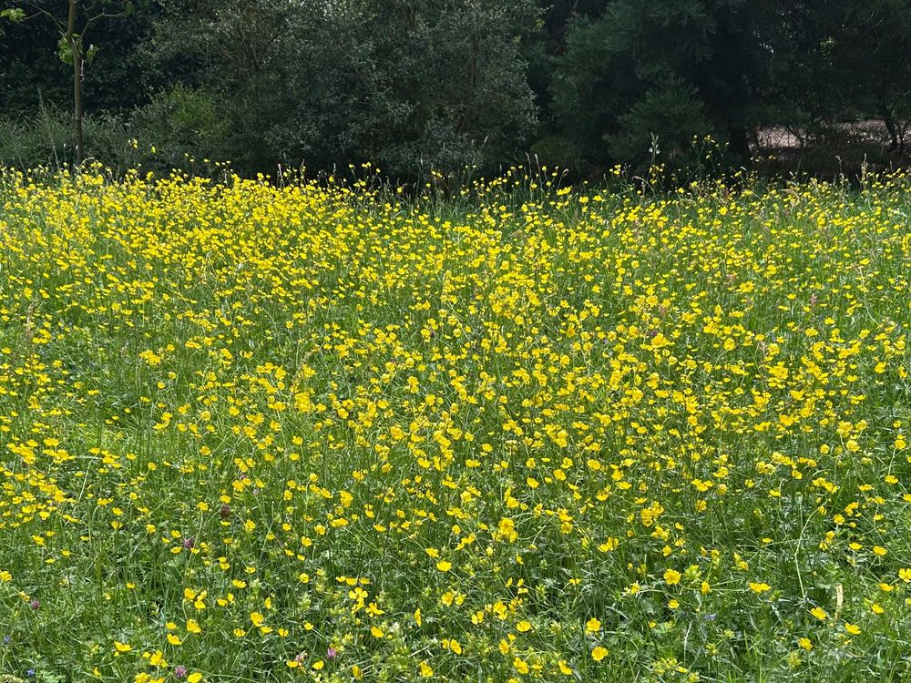 An abundance of buttercups. 